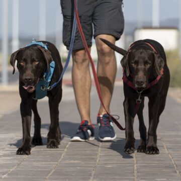 Get Ready to Paws for a Cause: The Annual 5K Run Is Here Again