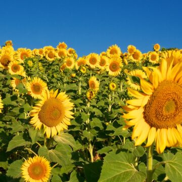 Sunflower Festival: Visit The Colorful Farm In The Center Of Concord