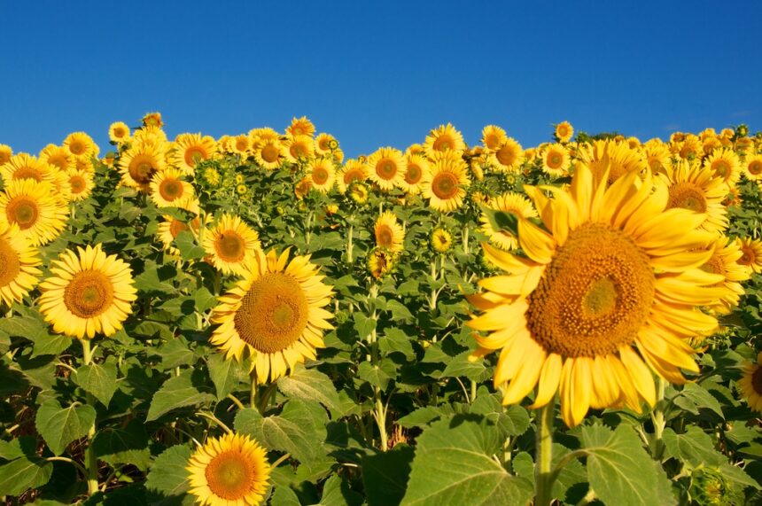Sunflower Festival: Visit The Colorful Farm In The Center Of Concord
