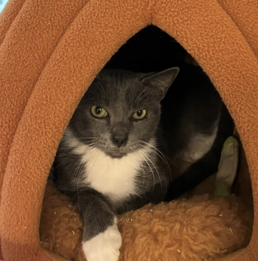 Finding Your Perfect Companion: Adoptable Pets in Concord, NH - The ...