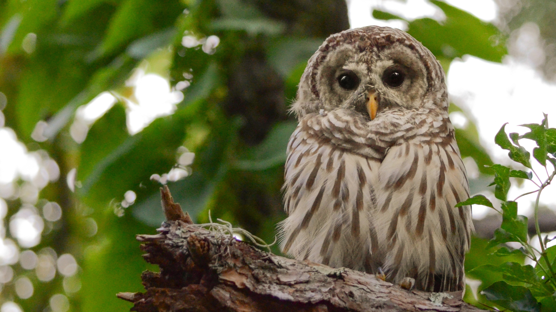 Explore NH Wildlife Sanctuaries This Winter and Spring