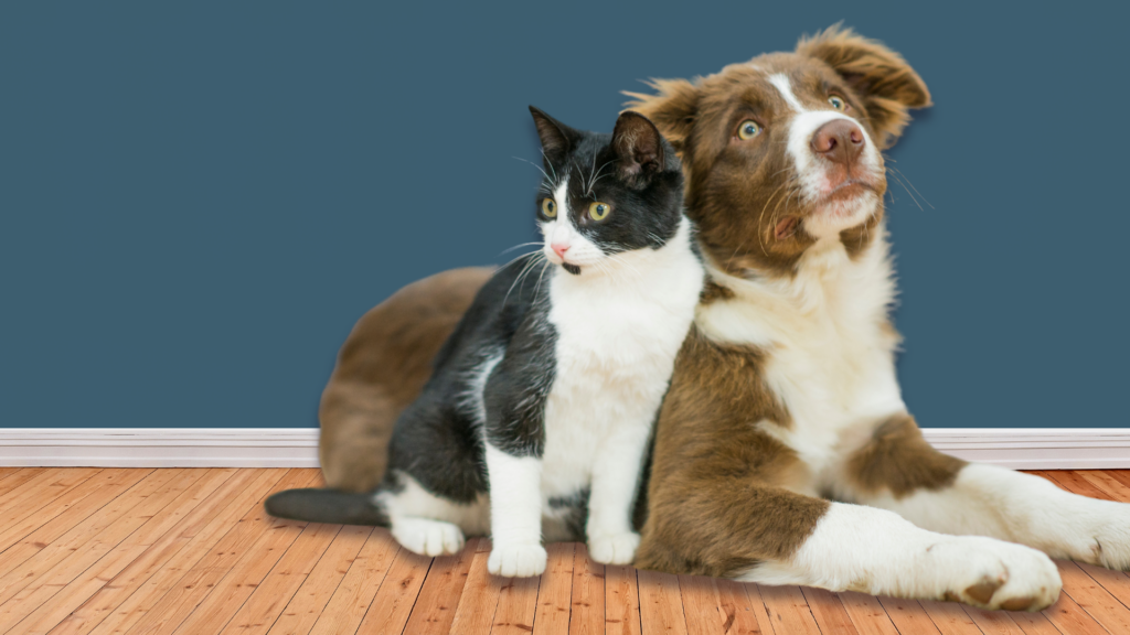 Franklin Animal Shelter to Close Amid Financial Hardships