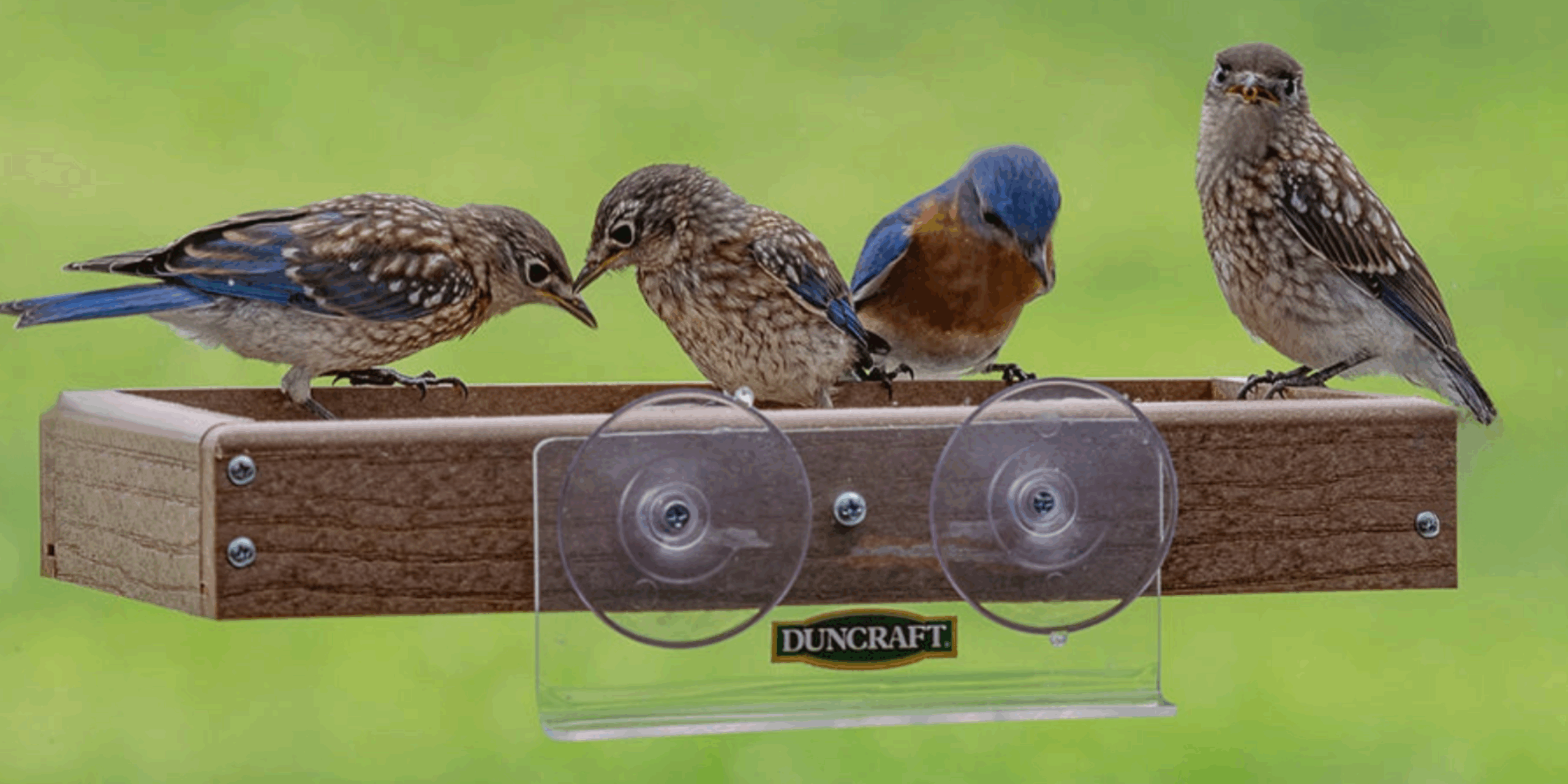 Duncraft: Bird Window Strike Solutions