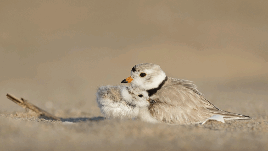 Preserving The Endangered Piping Plover This July 4th
