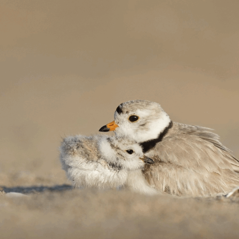 Preserving The Endangered Piping Plover This July 4th