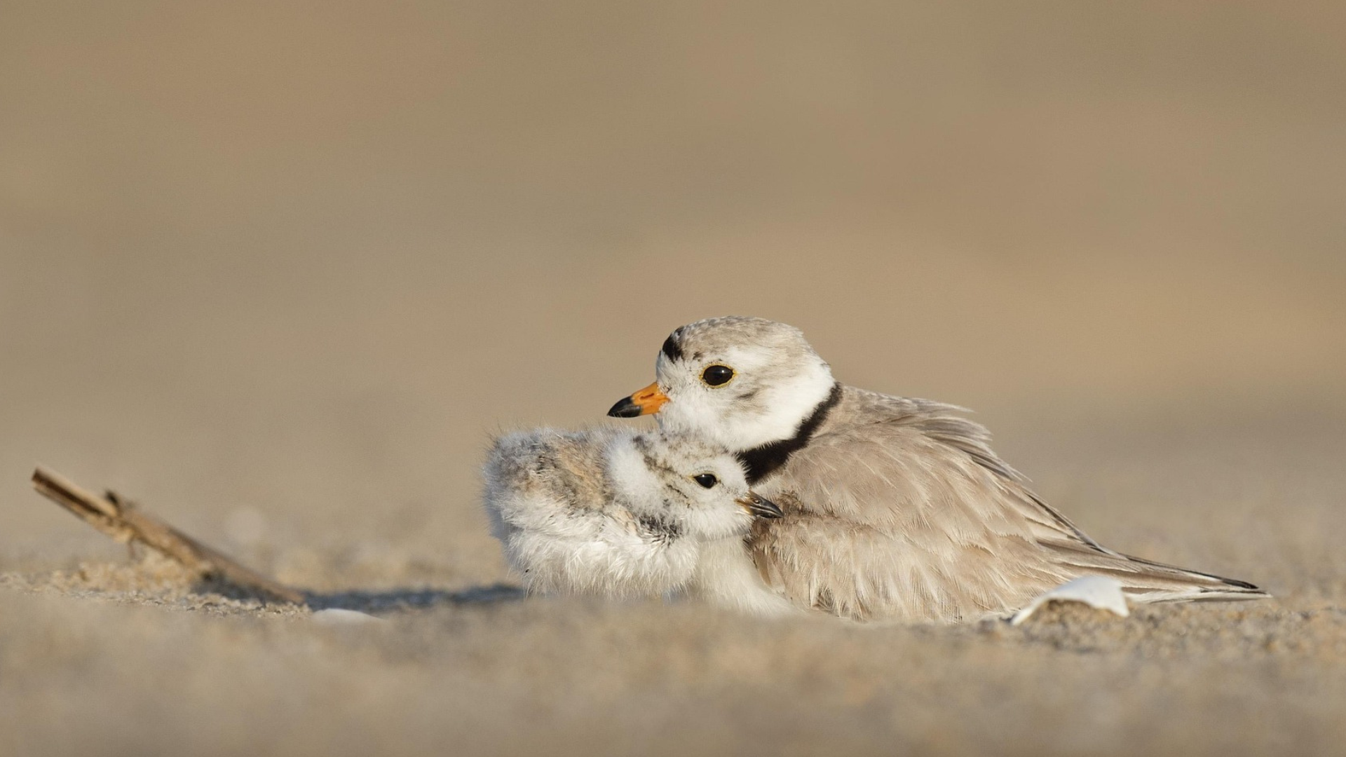 Preserving The Endangered Piping Plover This July 4th
