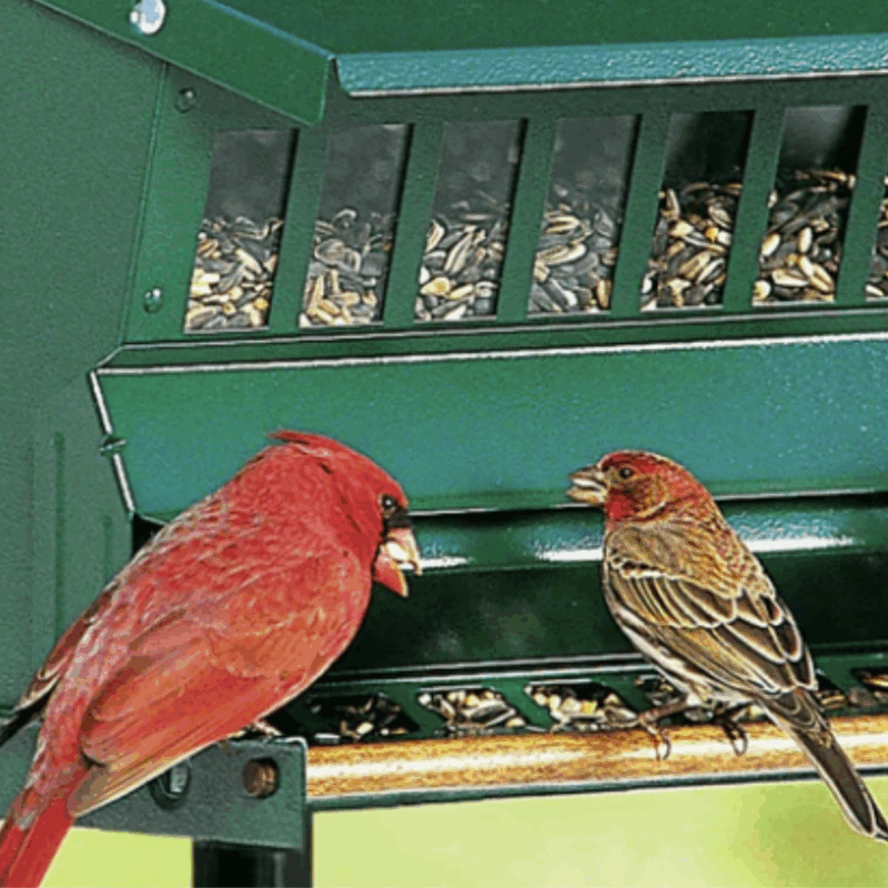 Duncraft Bird Food
