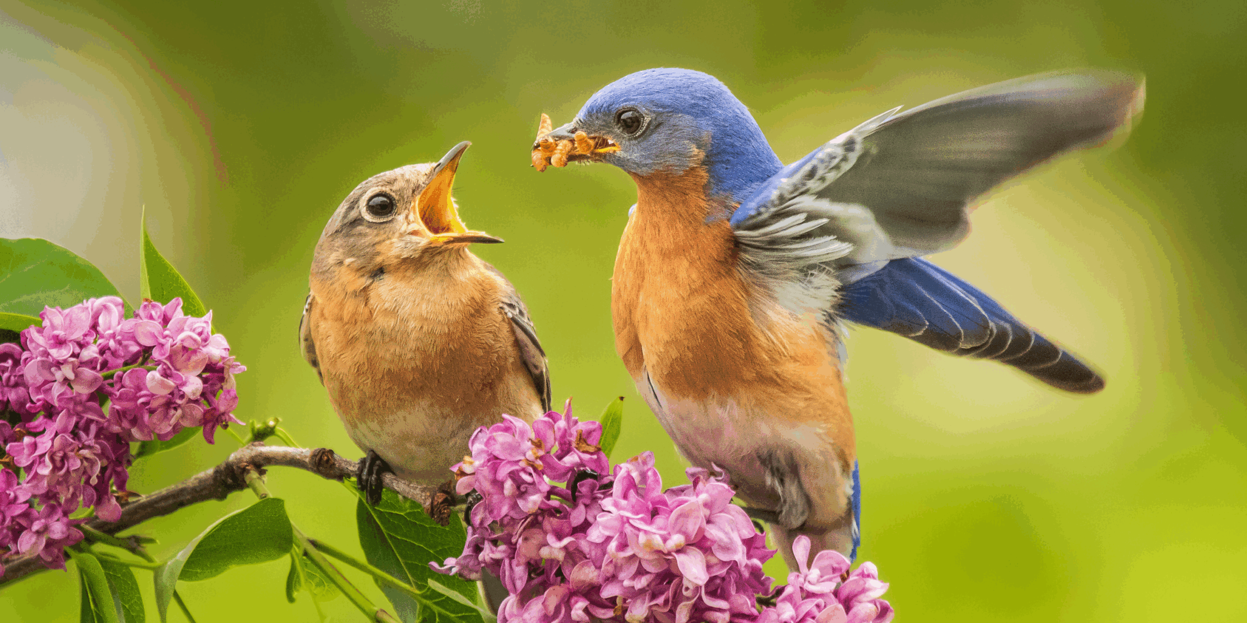 Duncraft: The Role of Bird Feeding in Conservation