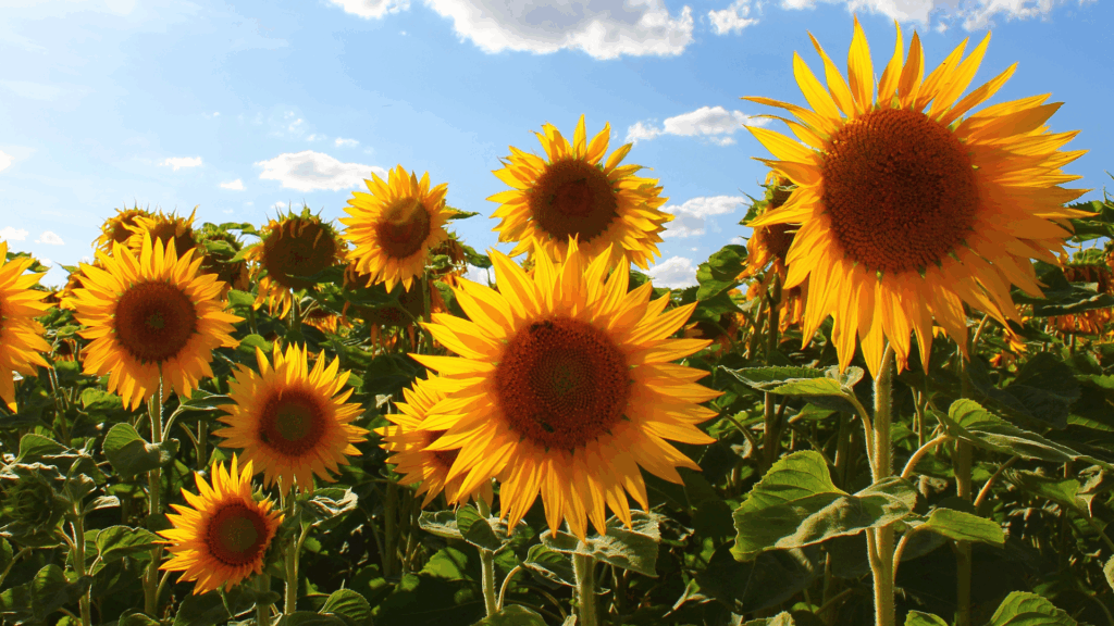 Sunfox Farm Celebrates 7th Annual Sunflower Bloom Festival