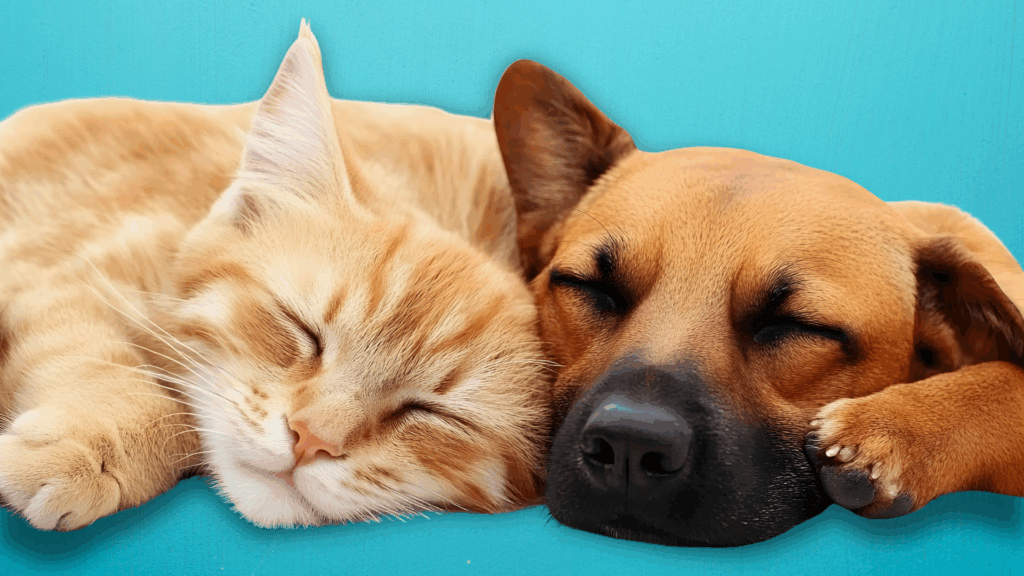 NHSPCA’s ‘Auction for the Animals’ Returns for a Night of Impact