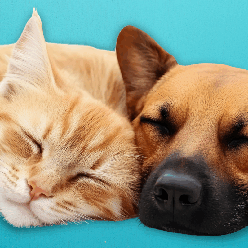 NHSPCA’s ‘Auction for the Animals’ Returns for a Night of Impact