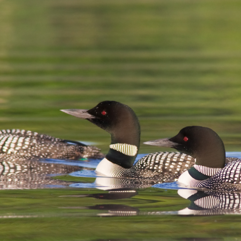 New Hampshire Loon Cam Captures Nesting Season as Eggs Await Hatch