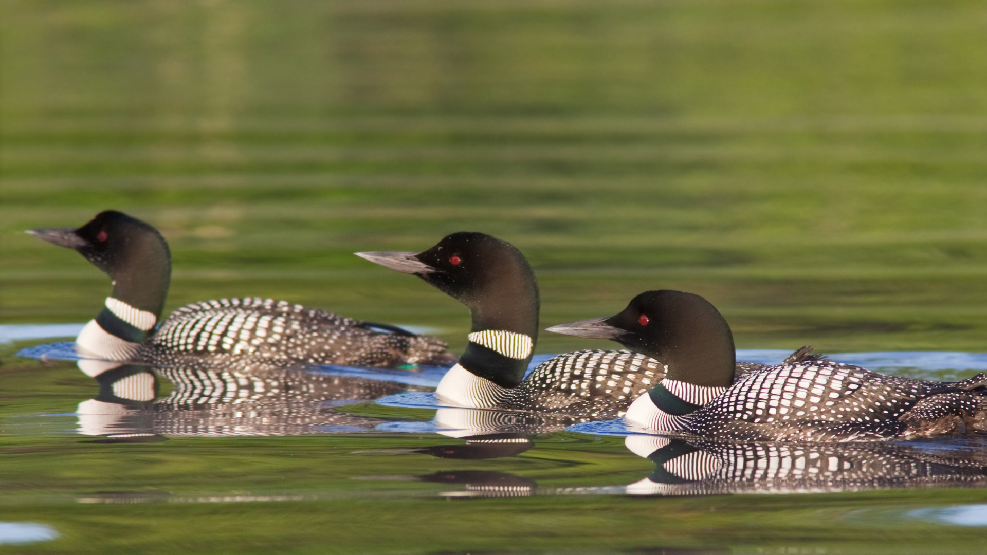 New Hampshire Loon Cam Captures Nesting Season as Eggs Await Hatch
