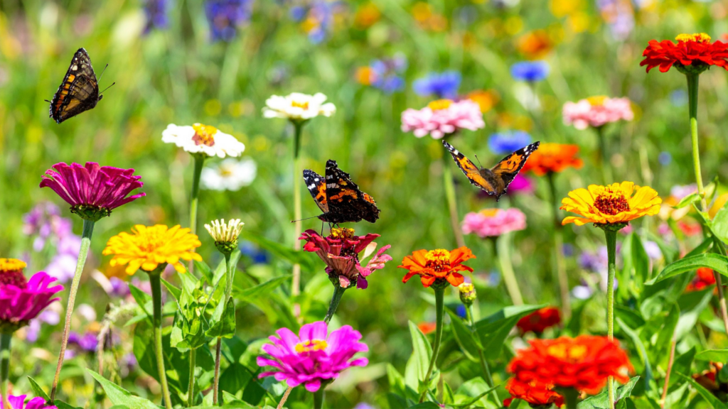 Volunteers Needed for New Hampshire Butterfly Counts This July