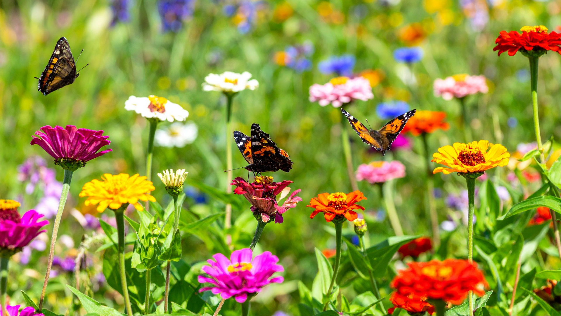 Volunteers Needed for New Hampshire Butterfly Counts This July