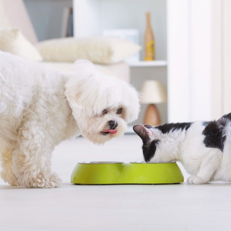 Manchester Animal Shelter Pet Food Pantry Helps Local Families Keep Their Pets Fed
