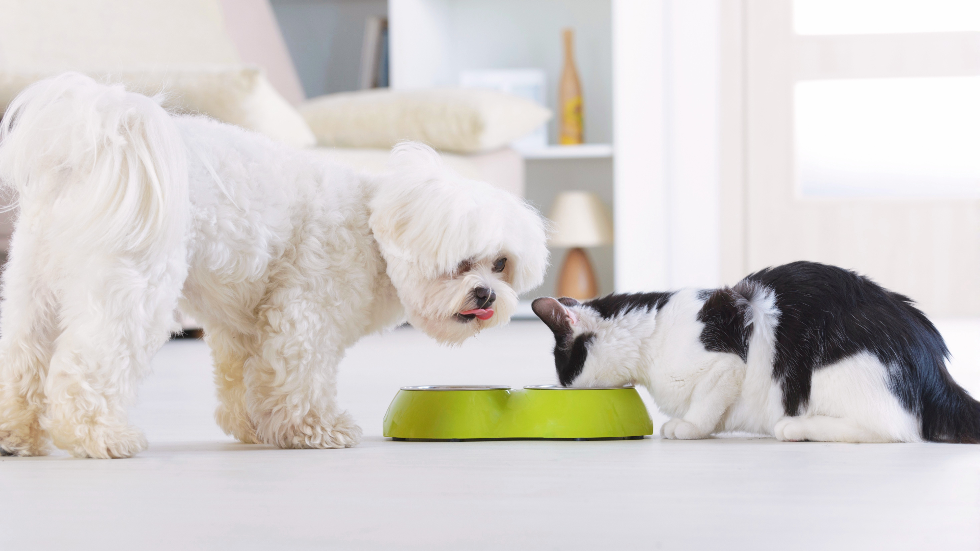 Manchester Animal Shelter Pet Food Pantry Helps Local Families Keep Their Pets Fed