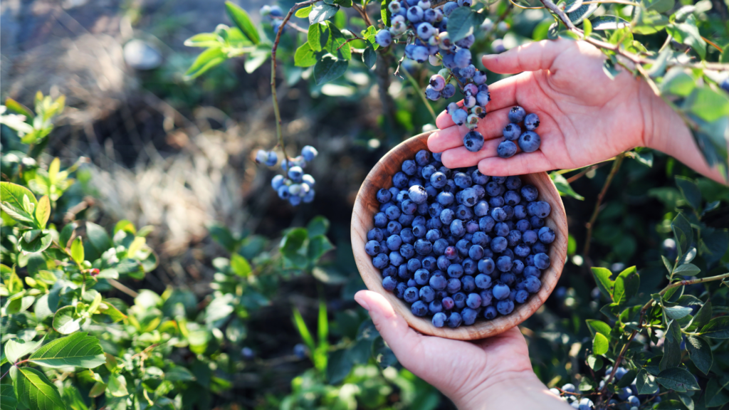 Where to Pick Blueberries Near Concord, NH: 6 Local Farms