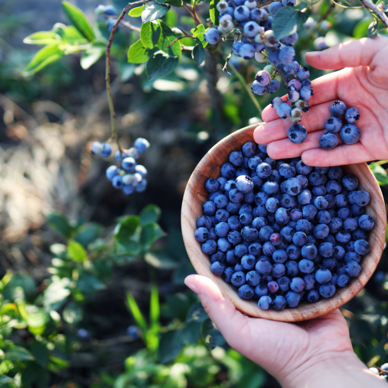 Where to Pick Blueberries Near Concord, NH: 6 Local Farms