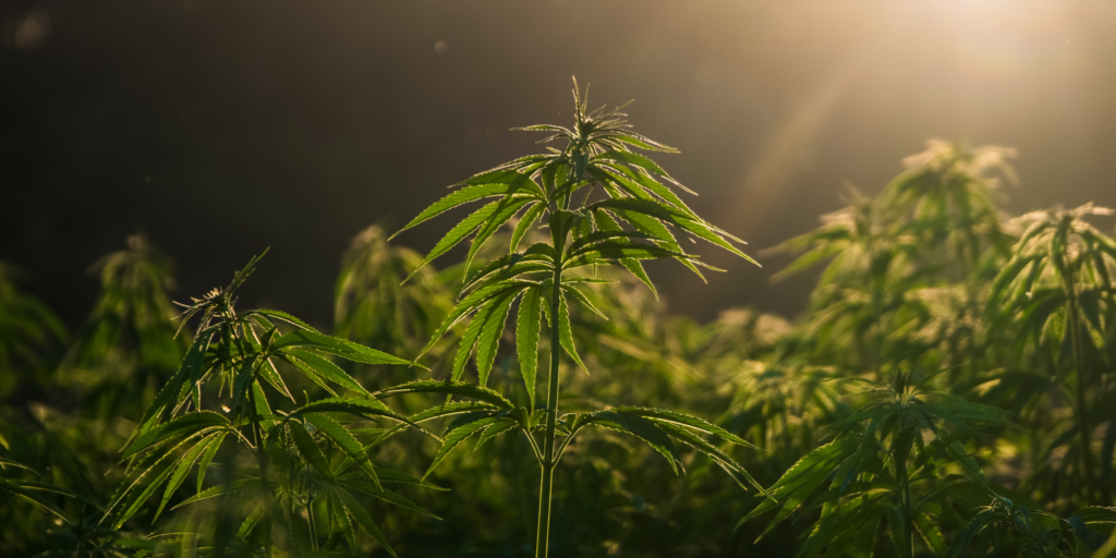 Federal Hemp Changes