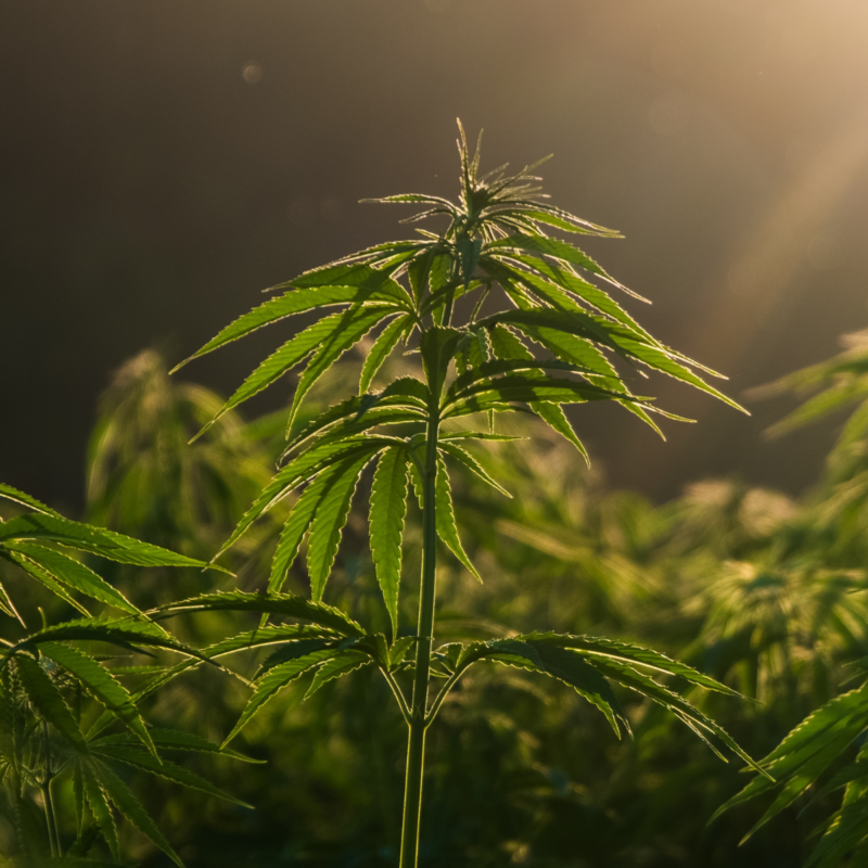 Federal Hemp Changes