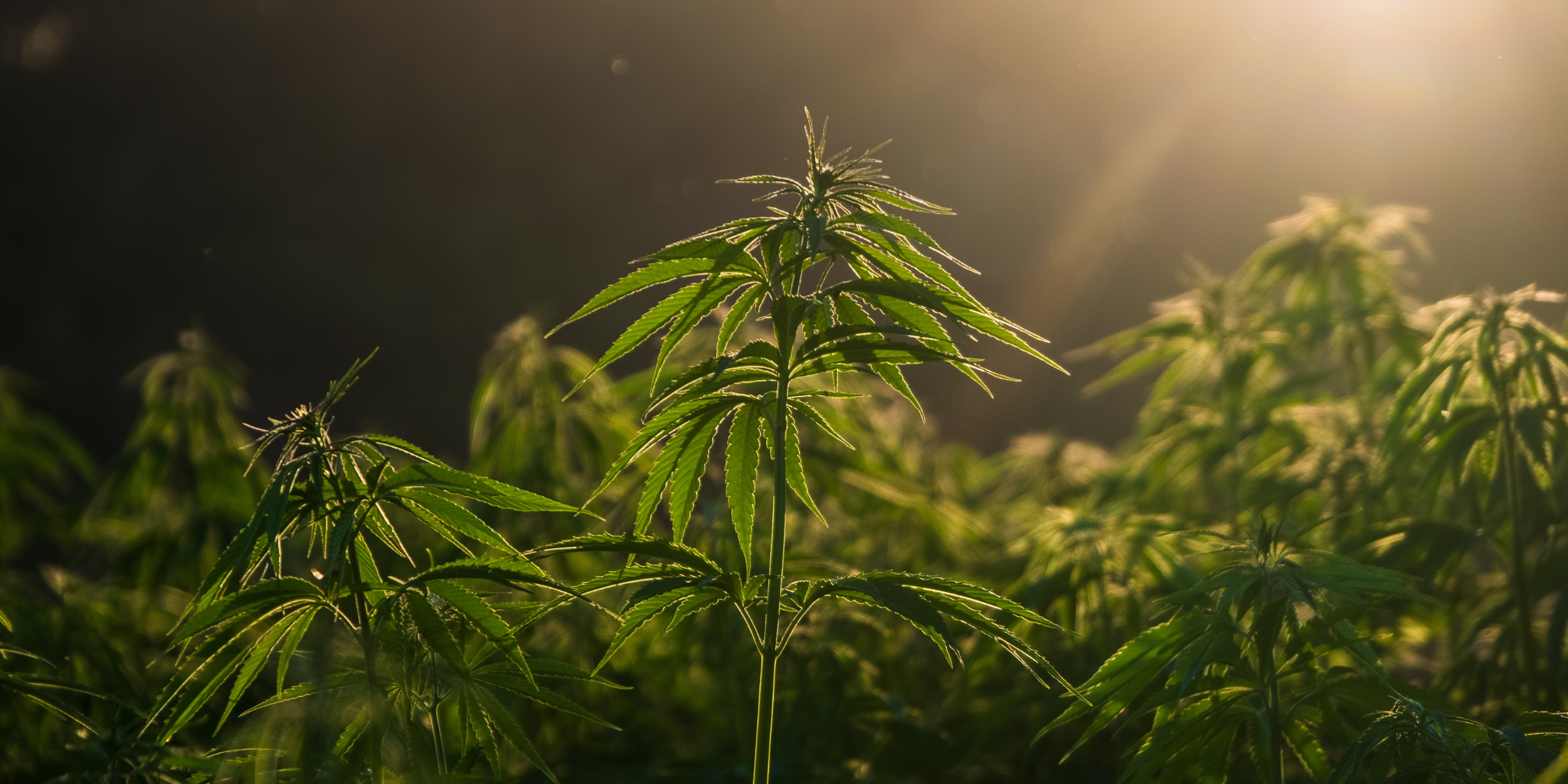 Federal Hemp Changes
